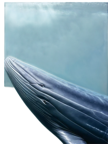 blue whale,grey whale,humpback whale,whale,cetacean,cetacea,pot whale,humpback,whales,marine reptile,dorsal fin,pilot whale,northern whale dolphin,short-finned pilot whale,marine mammal,whale tail,remora,tail fin,whale fluke,giant dolphin,Photography,Black and white photography,Black and White Photography 05