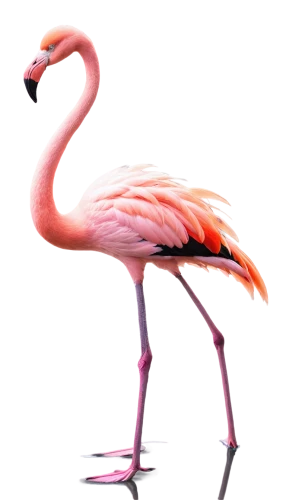 greater flamingo,flamingo,pink flamingo,lawn flamingo,bird png,flamingos,two flamingo,cuba flamingos,flamingo couple,flamingo pattern,crane-like bird,flamingo with shadow,pink flamingos,grey neck king crane,flamingoes,pink vector,platycercus,pink quill,magenta,nature bird,Photography,Black and white photography,Black and White Photography 13