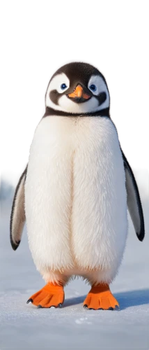 penguin,penguin baby,baby-penguin,emperor penguin,dwarf penguin,penguin chick,chinstrap penguin,arctic penguin,big penguin,penguin enemy,baby penguin,plush baby penguin,rock penguin,young penguin,gentoo penguin,fairy penguin,glasses penguin,tux,snares penguin,knuffig,Illustration,Japanese style,Japanese Style 20