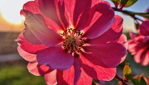 flower in sunset,dogwood flower,swamp rose mallow,crimson columbine,prairie rose,columbines,tree mallow,flower dogwood,flowering dogwood,rose of sharon,hollyhock flower,pink evening primrose,pink hibiscus,pink geranium,pink flower,cosmos flower,dogwood,columbine,red hibiscus,red flower,Photography,General,Realistic