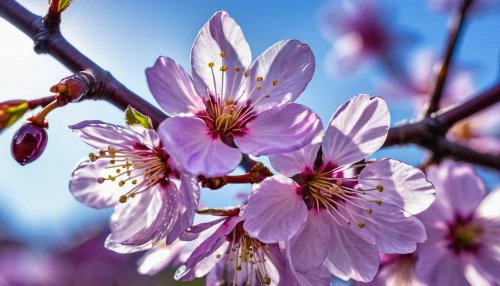 flowering cherry,plum blossoms,apricot flowers,apricot blossom,almond tree,japanese cherry blossom,almond blossoms,plum blossom,sakura flowers,japanese cherry,japanese cherry blossoms,a wonderful flowering cherry,ornamental cherry,almond blossom,sakura flower,prunus,spring blossom,tree blossoms,european plum,japanese flowering crabapple,Photography,General,Realistic