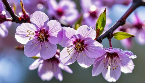 plum blossoms,japanese cherry,plum blossom,apricot blossom,apricot flowers,ornamental cherry,prunus,european plum,flowering cherry,japanese cherry blossom,sakura flowers,prunus laurocerasus,prunus cerasifera,prunus spinosa,japanese flowering crabapple,sakura flower,arkansas redbud blossoms,almond tree,spring blossom,japanese carnation cherry,Photography,General,Realistic