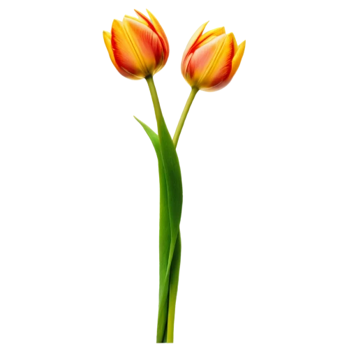turkestan tulip,tulip background,flowers png,yellow orange tulip,two tulips,tulip,tulip flowers,tulipa,orange tulips,tulips,tulip bouquet,tulip blossom,vineyard tulip,tulipa tarda,lady tulip,tulip white,wild tulip,siam tulip,tulip branches,violet tulip,Illustration,Realistic Fantasy,Realistic Fantasy 29
