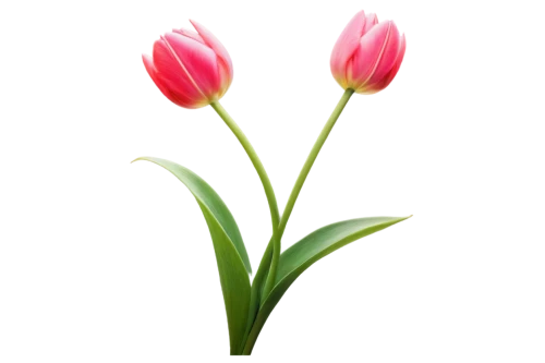 turkestan tulip,tulip background,flowers png,pink tulip,tulipa,tulip flowers,two tulips,tulip,tulip blossom,siam tulip,tulipa tarda,pink tulips,tulips,tulip bouquet,tulpenbaum,vineyard tulip,wild tulip,flower background,lady tulip,tulpenbüten,Photography,Documentary Photography,Documentary Photography 27