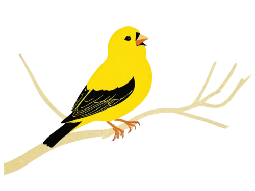 yellow finch,american goldfinch,canary bird,yellow winter finch,finch bird yellow,golden finch,gold finch,evening grosbeak,yellowhammer,atlantic canary,sun parakeet,canary,yellow parakeet,goldfinch,saffron finch,lesser goldfinch,bird png,western tanager,bird illustration,yellow robin,Unique,Paper Cuts,Paper Cuts 07