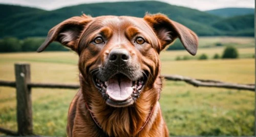 bavarian mountain hound,redbone coonhound,rhodesian ridgeback,dogue de bordeaux,vizsla,boerboel,bloodhound,fila brasileiro,coonhound,american mastiff,mudhol hound,dog photography,vizla,dog-photography,cheerful dog,english coonhound,spanish mastiff,bullmastiff,korean mastiff,jagdterrier