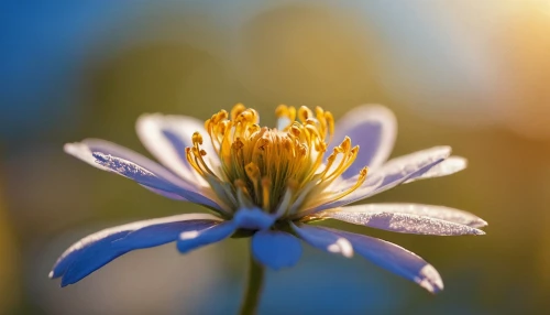 flower in sunset,cornflower,cosmea,blue chrysanthemum,blue daisies,starflower,stamens,blue flower,erdsonne flower,sea aster,blue petals,agapanthus,cyanus cornflower,flannel flower,blue anemone,cornflowers,aromatic aster,arnica,love-in-a-mist,daisy flower,Photography,General,Commercial