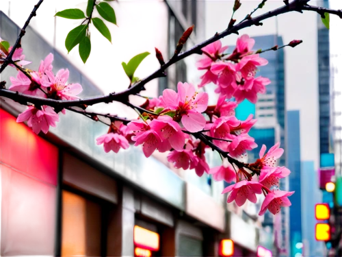 japanese flowering crabapple,cherry blossom branch,japanese sakura background,japanese cherry blossoms,japanese cherry blossom,japanese carnation cherry,cherry blossom japanese,japanese cherry,sakura flowers,cherry blossom tree,cherry blossoms,blooming tree,sakura blossoms,pink cherry blossom,japanese floral background,spring blossoms,cherry blossom festival,sakura tree,blooming trees,spring blossom,Conceptual Art,Sci-Fi,Sci-Fi 26