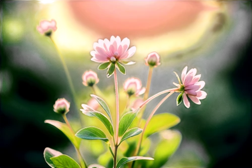 centaurium,red clover flower,pink clover,trifolium medium,trifolium repens,trifolium,trifolium incarnatum,chive flower,trifolium pratense,clover flower,osteospermum,horn clover,tuberose,clover blossom,pink cosmea,background bokeh,chive flowers,triangular clover,meadows-horn clover,marsh horn clover,Photography,Black and white photography,Black and White Photography 08