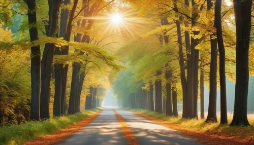 forest road,tree lined lane,tree lined path,tree-lined avenue,aaa,country road,green forest,the road,tree lined,tropical and subtropical coniferous forests,coniferous forest,forest background,germany forest,deciduous forest,temperate coniferous forest,forest path,long road,forest landscape,background view nature,road,Photography,General,Realistic