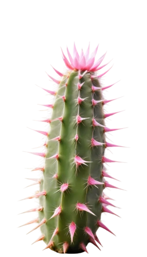 cactus digital background,cactus,kawaii cactus,prickly,prickle,pitaya,san pedro cactus,prickly pear,cacti,prickly flower,nopal,fishbone cactus,hedgehog cactus,eastern prickly pear,spiky,pitahaya,opuntia,cactus rose,spiny,large-flowered cactus,Photography,General,Cinematic
