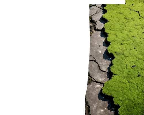 green algae,algae,sea lettuce,cleanup,macrocystis,chlorophyta,chlorophyll,swampy landscape,effluent,water smartweed,liverwort,macrocystis pyrifera,sulfur cosmos,charophyta,lichen,chloroplasts,myrciaria,mudflat,fluvial landforms of streams,aquatic plants,Illustration,Japanese style,Japanese Style 14