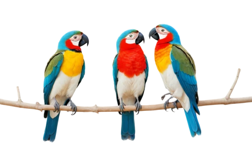 couple macaw,macaws blue gold,parrot couple,macaws,macaws of south america,blue macaws,fur-care parrots,passerine parrots,colorful birds,birds on a branch,parrots,edible parrots,blue and yellow macaw,parakeets,golden parakeets,rare parrots,macaw hyacinth,birds on branch,sun conures,budgies,Art,Artistic Painting,Artistic Painting 44