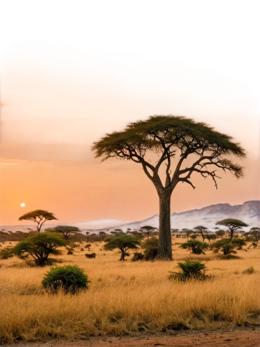 adansonia,serengeti,tsavo,africa,namib,east africa,samburu,kenya,arid landscape,baobab oil,isolated tree,namibia nad,namib desert,kilimanjaro,golden trumpet trees,namibia,arid land,namib rand,kenya africa,etosha,Conceptual Art,Fantasy,Fantasy 20