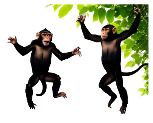 great apes,primates,monkeys,monkeys band,monkey gang,siamang,chimpanzee,orang utan,primate,monkey family,common chimpanzee,ape,chimp,monkey,human evolution,three monkeys,uakari,bonobo,baboons,monkey banana,Photography,Documentary Photography,Documentary Photography 29