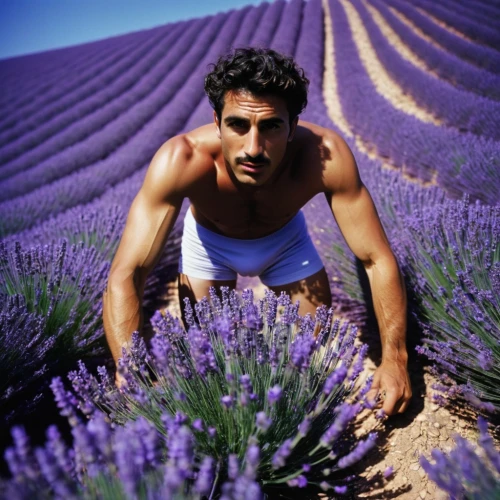 lavander,lavender fields,lavender cultivation,lavender field,lavendar,french lavender,phacelia,the lavender flower,lavenders,lavender bunch,lavender,valensole,lavandula,lavander products,egyptian lavender,lavender flowers,lavender oil,provence,lavender flower,fernleaf lavender,Photography,Documentary Photography,Documentary Photography 12