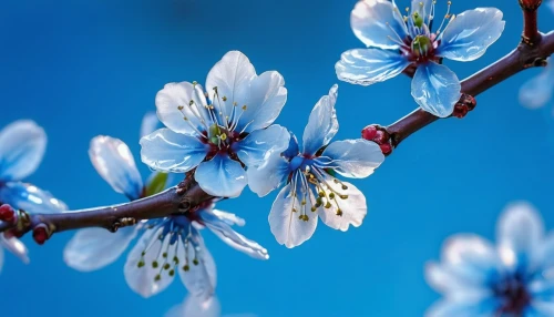 almond tree,almond blossoms,plum blossom,apricot flowers,blue birds and blossom,plum blossoms,apricot blossom,almond blossom,almond trees,spring blossom,blue petals,spring background,cherry blossom branch,blue flowers,fruit blossoms,cherry branches,siberian squill,tree blossoms,prunus,spring blossoms,Photography,General,Realistic