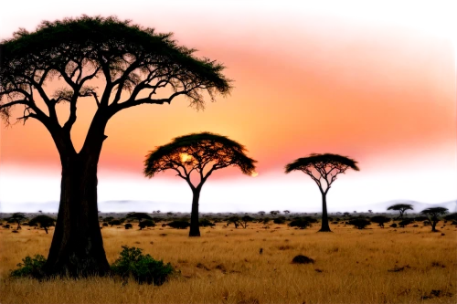 adansonia,tsavo,serengeti,africa,baobab oil,east africa,arid landscape,etosha,argan trees,arid land,isolated tree,arid,namib rand,savanna,lone tree,namib,samburu,namibia,argan tree,desertification,Illustration,Black and White,Black and White 14