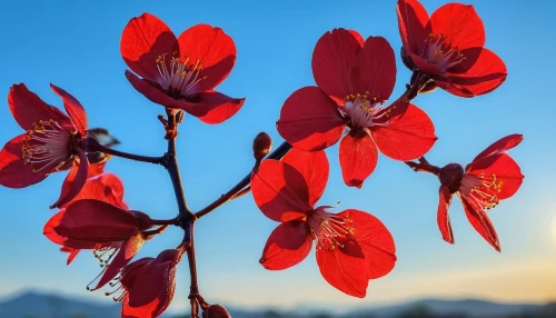crimson columbine,western red lily,lapland columbine,red flowers,red orange flowers,red blooms,orange red flowers,columbines,firecracker flower,flower in sunset,flame lily,tasmanian flax-lily,red petals,red magnolia,turk's cap lily,erythrina crista-galli,tulpenbaum,red tulips,tulipa,chestnut tree with red flowers,Photography,General,Realistic