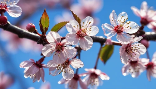 ornamental cherry,almond tree,apricot flowers,japanese cherry,prunus,apricot blossom,plum blossoms,flowering cherry,almond blossoms,plum blossom,cherry branches,sakura cherry tree,winter blooming cherry,prunus cerasifera,cherry blossom branch,prunus laurocerasus,almond blossom,fruit blossoms,spring blossom,prunus domestica,Photography,General,Realistic