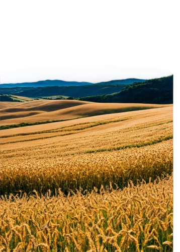 grain field panorama,wheat crops,wheat fields,field of cereals,durum wheat,wheat field,triticale,grain field,cornfield,barley field,barley cultivation,corn field,wheat grain,triticum durum,cropland,wheat ear,cereal grain,agroculture,strands of wheat,strand of wheat,Photography,Documentary Photography,Documentary Photography 35