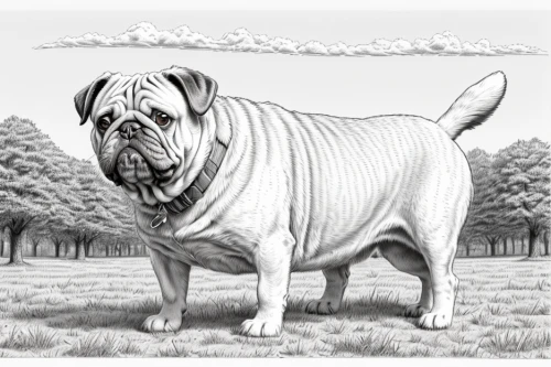 dog illustration,neapolitan mastiff,old english bulldog,continental bulldog,dog line art,bullmastiff,fila brasileiro,english bulldog,american mastiff,dogue de bordeaux,dwarf bulldog,spanish mastiff,english mastiff,white english bulldog,dog drawing,olde english bulldogge,bulldog,giant dog breed,dorset olde tyme bulldogge,australian bulldog
