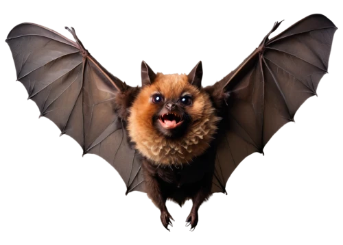 little red flying fox,fruit bat,tropical bat,big brown bat,vampire bat,bat,flying fox,hanging bat,bat smiley,megabat,pipistrelles,little brown myotis,mouse eared bat,common pipistrelle,bats,bombyliidae,lantern bat,batrachian,bombycidae,aye-aye,Photography,Fashion Photography,Fashion Photography 06