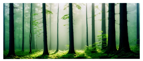 foggy forest,forest background,germany forest,green forest,forests,forest,forest landscape,forest floor,fir forest,the forest,coniferous forest,the forests,forest of dreams,mixed forest,bavarian forest,forest dark,old-growth forest,forest tree,spruce forest,beech forest,Art,Artistic Painting,Artistic Painting 34