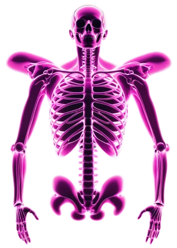 skeletal,medical radiography,skeleton,skeletal structure,pink vector,x-ray,radiography,human skeleton,xray,rib cage,uv,magenta,medical imaging,rmuscles,medical illustration,the human body,muscular system,skeleton sections,ribcage,anatomical,Photography,Fashion Photography,Fashion Photography 26