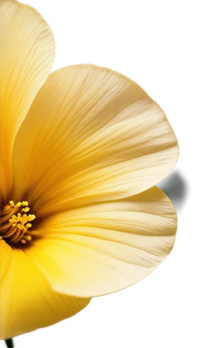 flowers png,yellow petal,yellow gerbera,camomile flower,chrysanthemum background,yellow anemone,yellow rose background,yellow flower,yellow petals,camomile,helianthus,yellow chrysanthemum,windflower,marguerite daisy,flower background,sunflower lace background,gold flower,yellow calendula flower,the trumpet daffodil,chamomile,Conceptual Art,Daily,Daily 19