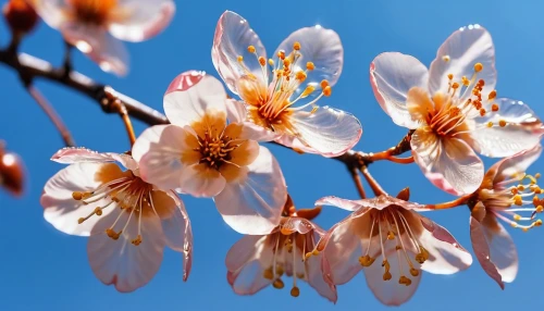 apricot flowers,apricot blossom,sakura flowers,plum blossoms,flowering cherry,japanese cherry blossom,japanese cherry blossoms,sakura flower,plum blossom,almond blossoms,japanese cherry,almond blossom,almond tree,sakura blossoms,sakura cherry tree,prunus,a wonderful flowering cherry,sakura branch,sakura tree,japanese carnation cherry,Photography,General,Realistic