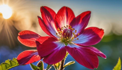 flower in sunset,cosmos flower,star dahlia,crimson columbine,western red lily,firecracker flower,columbines,cosmos flowers,erdsonne flower,garden dahlia,flower of dahlia,red dahlia,dahlia flowers,vancouver dahlia,flame lily,dahlia flower,dahlia bloom,garden cosmos,red flower,flower background,Photography,General,Realistic