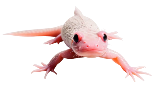 axolotl,banded geckos,gecko,turkish gecko,dragon lizard,malagasy taggecko,wonder gecko,albino alligator,hyssopus,house gecko,lizard,pink quill,mole salamander,albino,side-blotched lizards,furcifer pardalis,tipulidae,coral finger frog,lamnidae,anole,Illustration,American Style,American Style 11