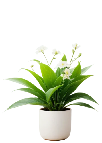 flowers png,citronella,peace lilies,peace lily,pontederia,easter lilies,lily of the valley,container plant,potted plant,indoor plant,houseplant,cape jasmine,phalaenopsis equestris,lily of the desert,aromatic plant,potted palm,oil-related plant,madonna lily,ornamental plants,spathoglottis,Photography,Fashion Photography,Fashion Photography 06