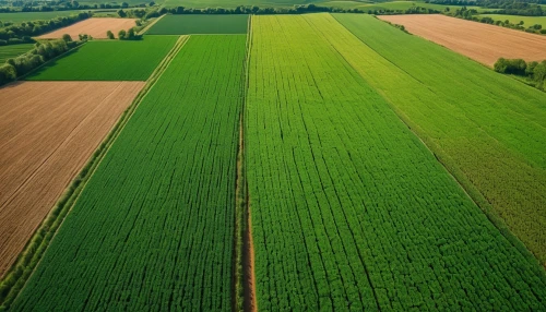 grain field panorama,crops,wheat crops,stubble field,green fields,dji agriculture,grain field,field of cereals,agroculture,cultivated field,green grain,farmland,corn field,field of rapeseeds,cropland,furrow,furrows,agricultural,fields,cereal cultivation,Photography,General,Natural