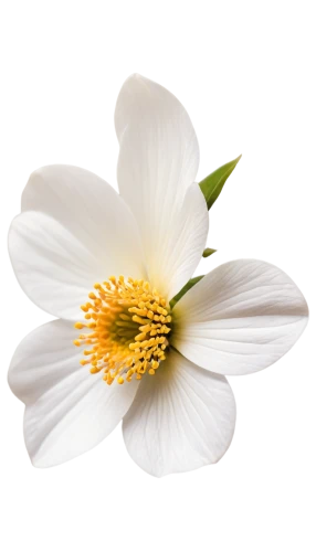 the white chrysanthemum,white chrysanthemum,flowers png,anemone japonica,camomile flower,white anemones,white cosmos,marguerite daisy,wood anemone,chrysanthemum cherry,shasta daisy,japanese anemone,wood anemones,white dahlia,white flower,leucanthemum,bush anemone,star magnolia,anemone sylvestris,ox-eye daisy,Conceptual Art,Daily,Daily 19