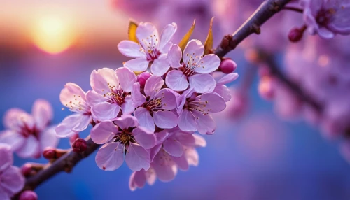 japanese cherry blossoms,japanese cherry blossom,spring blossom,apricot blossom,plum blossoms,sakura flowers,spring background,apricot flowers,cherry blossoms,cherry blossom tree,pink cherry blossom,japanese floral background,spring blossoms,sakura flower,japanese sakura background,sakura blossoms,cherry blossom branch,sakura cherry tree,cold cherry blossoms,blossoms,Photography,General,Commercial