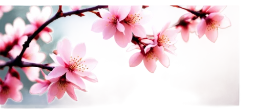 japanese floral background,plum blossoms,japanese sakura background,plum blossom,pink floral background,cherry branches,ornamental cherry,sakura background,cherry blossom branch,flowers png,floral digital background,apricot flowers,apricot blossom,flower background,peach blossom,spring background,sakura flower,sakura flowers,japanese cherry,floral background,Art,Classical Oil Painting,Classical Oil Painting 06