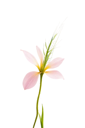 flowers png,minimalist flowers,centaurium,grass lily,lily flower,gaura,grape-grass lily,autumnalis,single flower,tuberose,guernsey lily,flower background,rain lily,sego lily,floral digital background,lotus png,flower illustration,flower illustrative,stamen,ikebana,Illustration,Abstract Fantasy,Abstract Fantasy 05