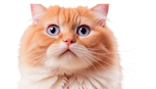 cat vector,cat image,pet vitamins & supplements,turkish van,red tabby,cartoon cat,cat's eyes,funny cat,cat nose,ginger cat,british longhair cat,cute cat,cat,cat portrait,cat cartoon,breed cat,turkish angora,domestic long-haired cat,nose of cat,whiskered,Photography,General,Commercial