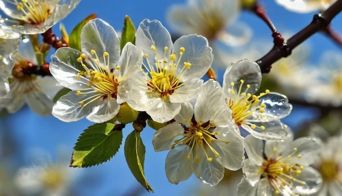 apple tree flowers,pear blossom,blossoming apple tree,plum blossom,apricot flowers,ornamental cherry,white flower cherry,plum blossoms,apple tree blossom,apricot blossom,tree blossoms,almond tree,flowering cherry,amelanchier lamarckii,prunus laurocerasus,spring blossom,fruit blossoms,prunus,almond blossoms,prunus spinosa,Photography,General,Realistic