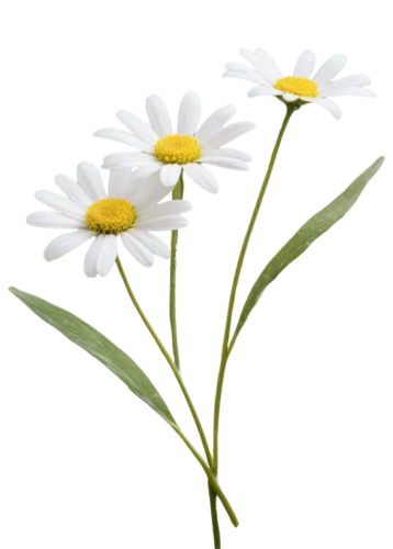 leucanthemum,flowers png,oxeye daisy,marguerite daisy,ox-eye daisy,common daisy,mayweed,wood daisy background,leucanthemum maximum,camomile flower,shasta daisy,australian daisies,marguerite,fleabane,bellis perennis,minimalist flowers,white daisies,daisy flowers,tanacetum,argyranthemum frutescens,Art,Artistic Painting,Artistic Painting 02