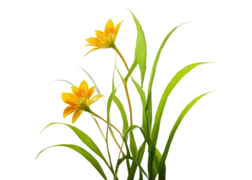 flowers png,grass lily,day lily plants,hemerocallis,flower background,daffodils,yellow nutsedge,day lily,minimalist flowers,sand coreopsis,tulipa sylvestris,flower illustration,hemerocallis fulva,the trumpet daffodil,jonquils,tulip background,daffodil,yellow avalanche lily,tulipa,day lily flower,Conceptual Art,Daily,Daily 02