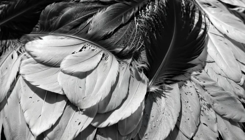 parrot feathers,feathers,beak feathers,prince of wales feathers,banana flower,plumage,feathers bird,peacock feathers,pigeon feather,feather headdress,color feathers,bird wings,bird feather,tropical leaf pattern,bird wing,bird of paradise,nicobar pigeon,black feather,feather,chicken feather