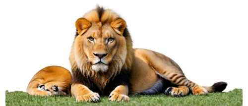 panthera leo,male lion,female lion,lions couple,lion father,two lion,lion,male lions,forest king lion,lionesses,african lion,lion number,lion with cub,lion white,lion's coach,felidae,masai lion,lions,lioness,lion - feline,Conceptual Art,Daily,Daily 34