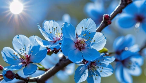 blue birds and blossom,siberian squill,blue petals,blue flowers,almond tree,prunus,tree blossoms,apricot flowers,fruit blossoms,plum blossom,spring blossom,plum blossoms,cherry branches,blue flower,blue grape hyacinth,apricot blossom,grape hyacinths,blue star magnolia,spring sun,spring blossoms,Photography,General,Realistic