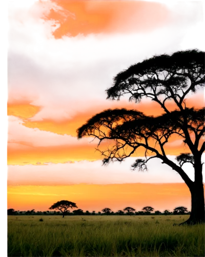 adansonia,east africa,serengeti,baobab oil,africa,tsavo,kenya africa,botswana,isolated tree,kenya,uganda,jacaranda trees,samburu,tanzania,lone tree,kilimanjaro,zambia,malawach,landscape background,zimbabwe,Conceptual Art,Daily,Daily 08