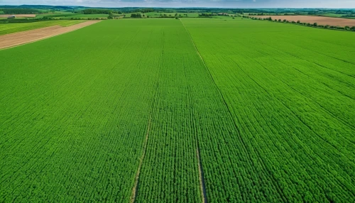 dji agriculture,grain field panorama,green wheat,wheat crops,grain field,green grain,crops,green fields,triticale,foxtail barley,barley field,cropland,wheat field,cultivated field,triticum durum,strand of wheat,winter wheat,agroculture,field of cereals,rye field,Photography,General,Realistic