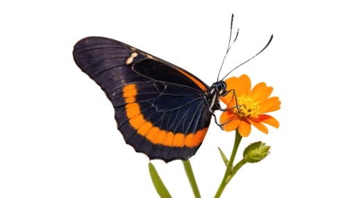 scotch argus,butterfly vector,euphydryas,coenonympha tullia,butterfly on a flower,coenonympha,orange butterfly,pipevine swallowtail,viceroy (butterfly),white admiral or red spotted purple,butterfly background,butterfly isolated,brush-footed butterfly,hesperia (butterfly),lycaena phlaeas,butterfly clip art,melitaea,vanessa atalanta,northern brown argus,polygonia,Conceptual Art,Oil color,Oil Color 17