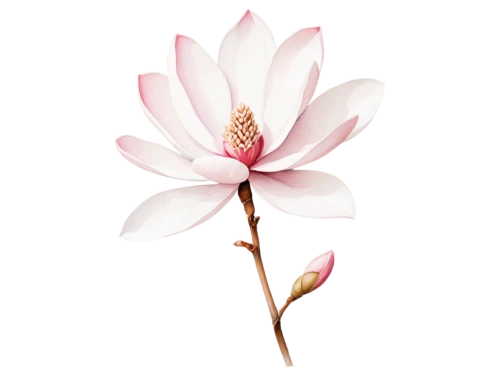 magnolia × soulangeana,chinese magnolia,pink magnolia,magnolia flower,magnolia x soulangiana,japanese magnolia,lotus png,tulip magnolia,magnolia star,magnolia,magnolia blossom,flowers png,lotus ffflower,lotus with hands,lotus flower,lotus blossom,magnoliaceae,yulan magnolia,lotus flowers,white magnolia,Art,Classical Oil Painting,Classical Oil Painting 30